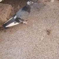 میناب|پرنده|میناب, |دیوار