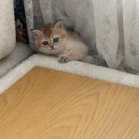 گربه بریتیش کد ny12