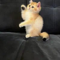 گربه بریتیش