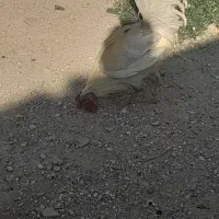 خروس