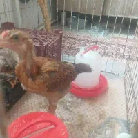 جوجه لاری
