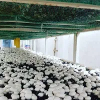 پرورش قارچ با سرمایه کم در هر فضایی