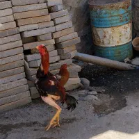 لاری اصیل
