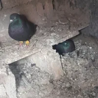 کفتر زاغ دم سفید