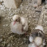 کبوتر|پرنده|سیرجان, |دیوار