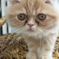 گربه پرشین و اسکاتیش