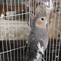عروس هلندی