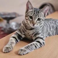 واگذاری رایگان گربه