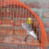 فروش مرغ عشق هلندی