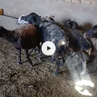 میش و بز