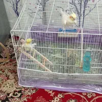 عروس هلندی
