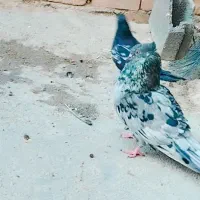 کفتر