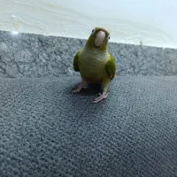 گرینچیک|پرنده|مشهد, انصار|دیوار