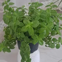 گل یخ|گل و گیاه طبیعی|نیشابور, جمهوری|دیوار