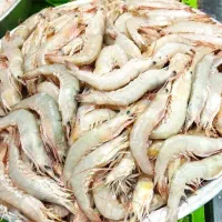 ماهی میگو سر تیز درشت + ارسال