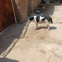 سگ ماده|سگ|بجنورد, |دیوار