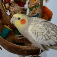 عروس هلندی گم شده