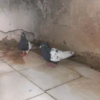 ۲۰ عدد کبوتر همه باهم