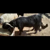 دبر مشکی|حیوانات مزرعه|کربال, |دیوار
