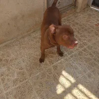 پیتبول نگهبان