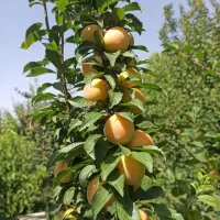 آلوقطره طلایی درشت آبدار تازه