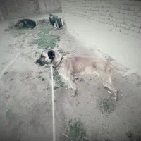 سگ سرابی 3 ساله