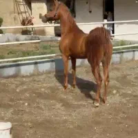 اسب عرب دوسر مصری وارداتی