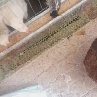 قفس مرغ تخم گذار