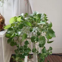 چهارعددگل طعبیی سرحال باگلدون پایه