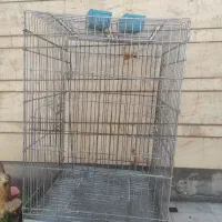 قفس