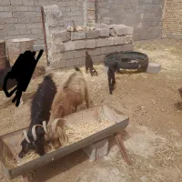 گوسفند|حیوانات مزرعه|بجستان, |دیوار