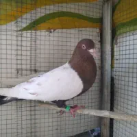 سینه اتیشی پرواز سنگین