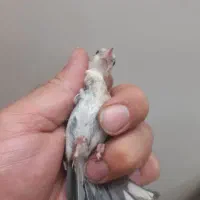 دوسهره نر قفسی  سهره جوجه متولد قفس