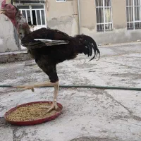 خروس لاری
