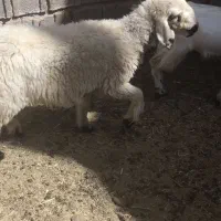 فروش فوری یک راس بره ماده چاق