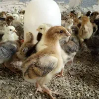 جوجه واکسن خورده۷روزه
