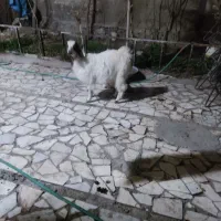 کره کوچک