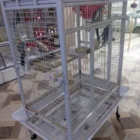 عروس هلندی مولد چفت