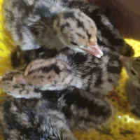 جوجه بوقلمون برنز دوروزه