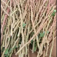 پیوند درخت پسته وترکه
