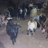 بز بختیاری