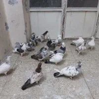 کبوتر یه جایی