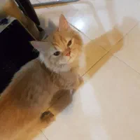 گربه پرشین اصیل