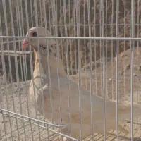 چند عدد کبوتر