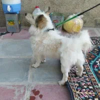 سگ پاکوتاه