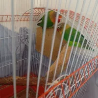 یک جفت  طوطی برزیلی