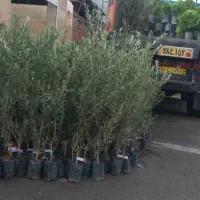 نهالستان رویال رونق اعطای نمایندگی با شرایط آسان