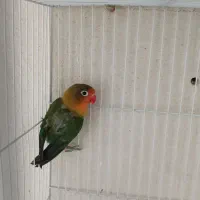 کوتوله برزیلی طوطی برزیلی