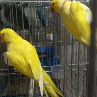 طوطی ملنگو ،راهب گرینچیک