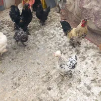 مرغ و خروس سلطان